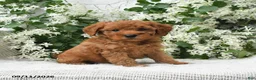 Goldendoodle dogs for sale: Jerry - Ad 4
