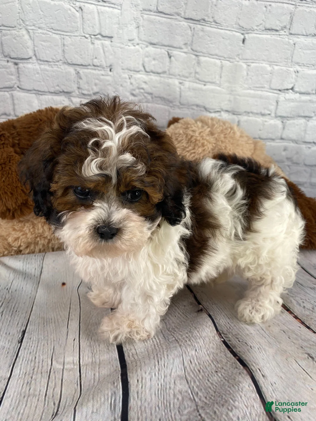 Shihpoo dogs for sale: Rocky - Ad 5