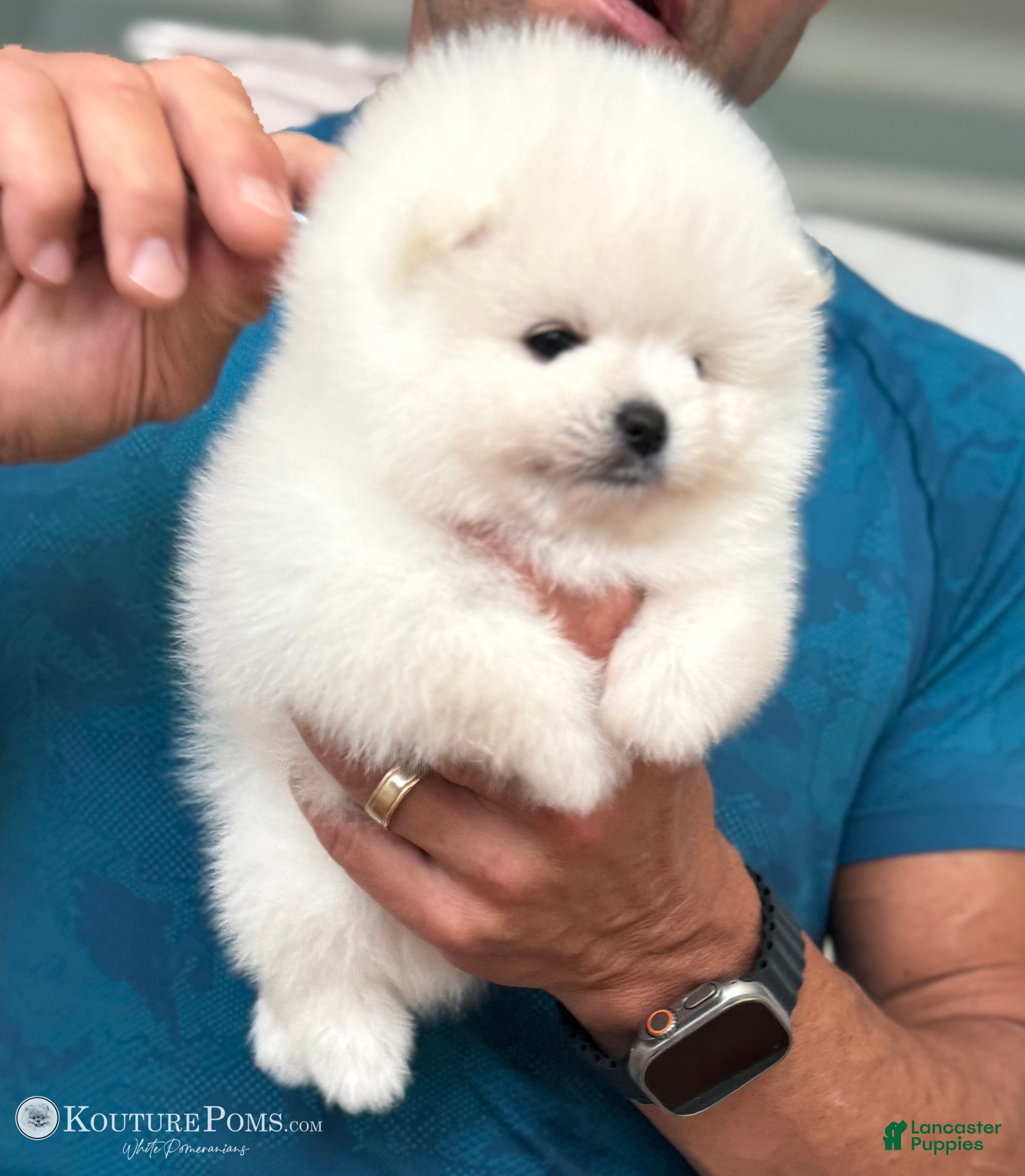 Pomeranian dogs Valentino - Ad 17