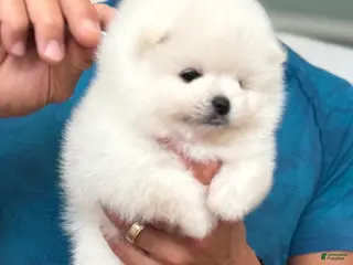 Pomeranian dogs Valentino - Ad 13