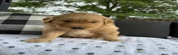 Golden Retriever dogs for sale: Motley - Ad 15