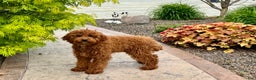 Cavapoo dogs for sale: Justin - Ad 13