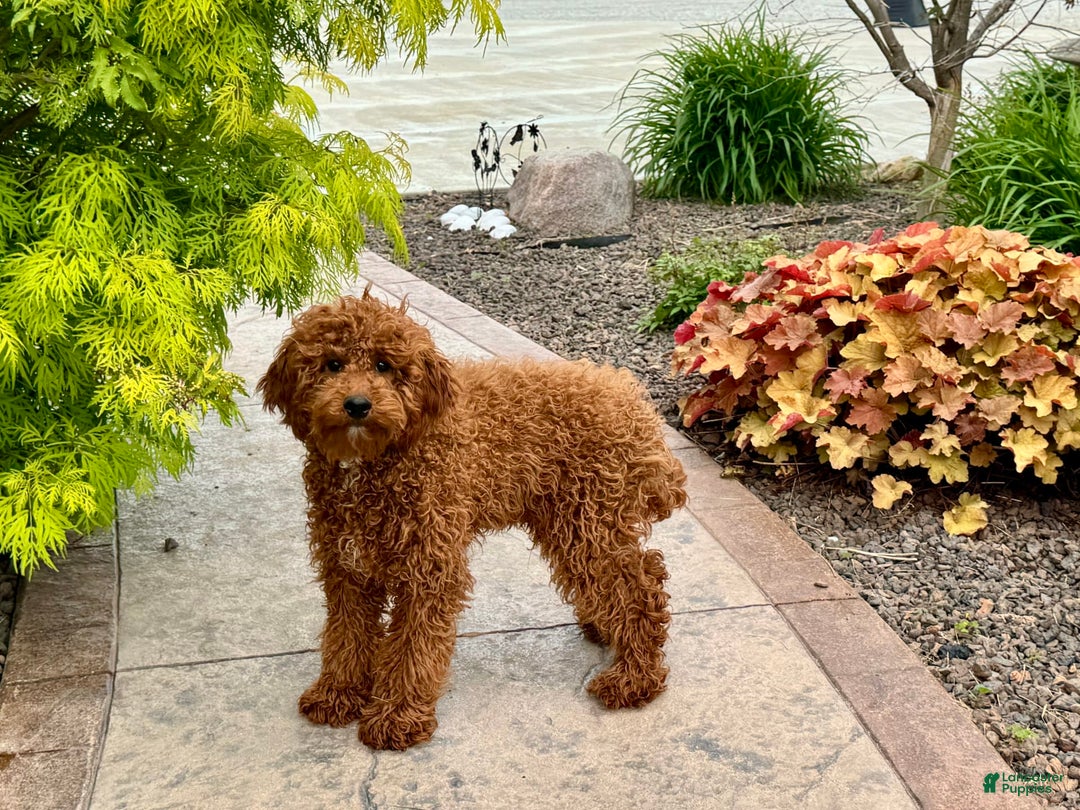 Cavapoo dogs for sale: Justin - Ad 13