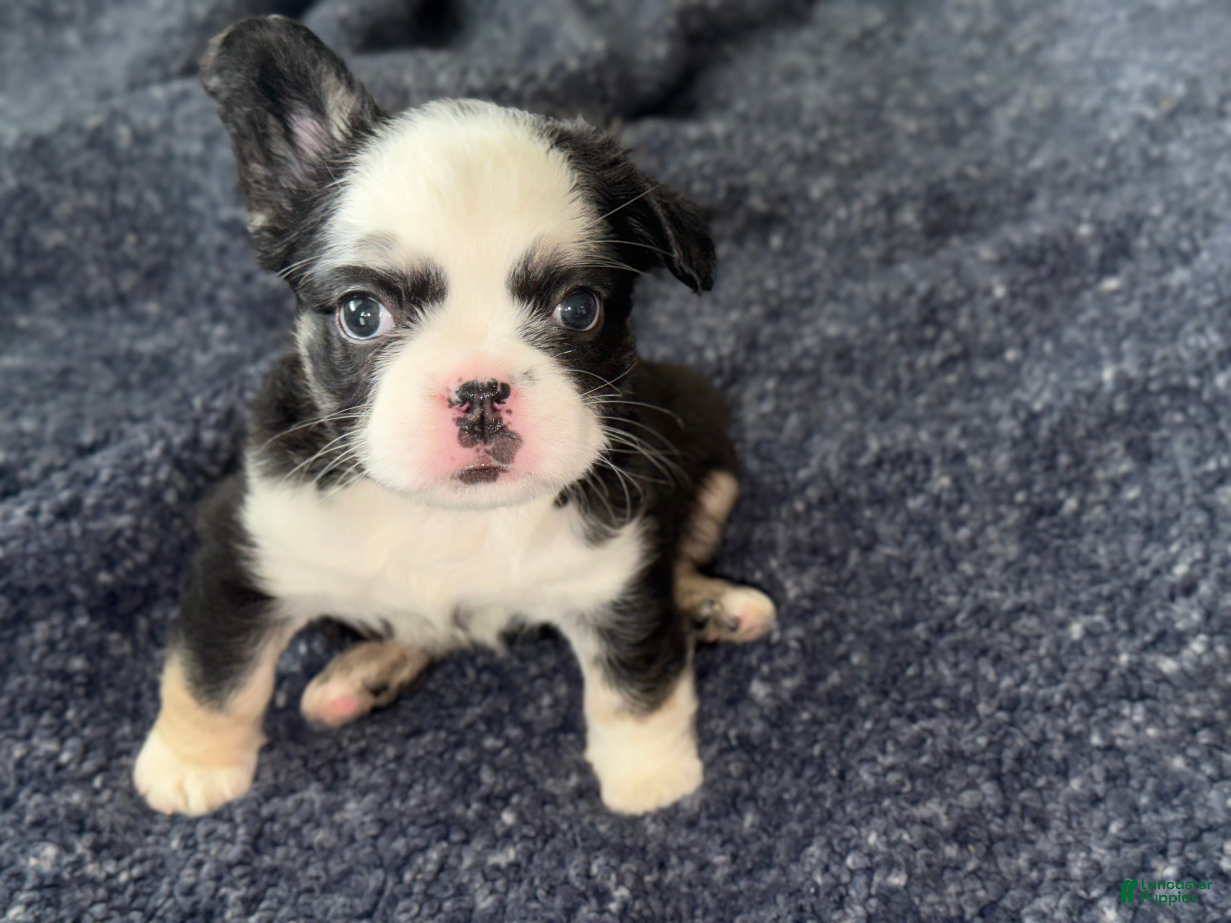 French Bulldog dogs Blu - Ad 2