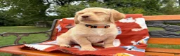 Labradoodle dogs for sale: Chelsey (Girl) - Ad 5