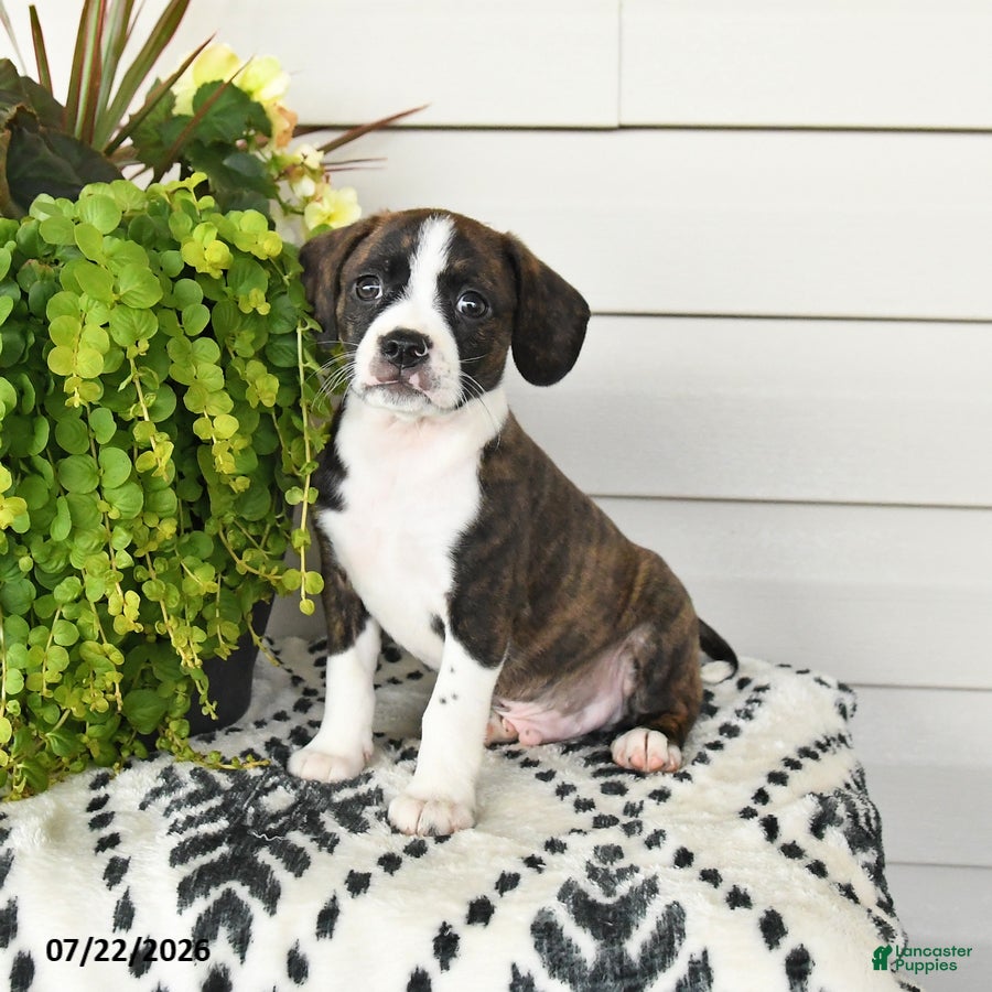Beaglier dogs Micky - Ad 1