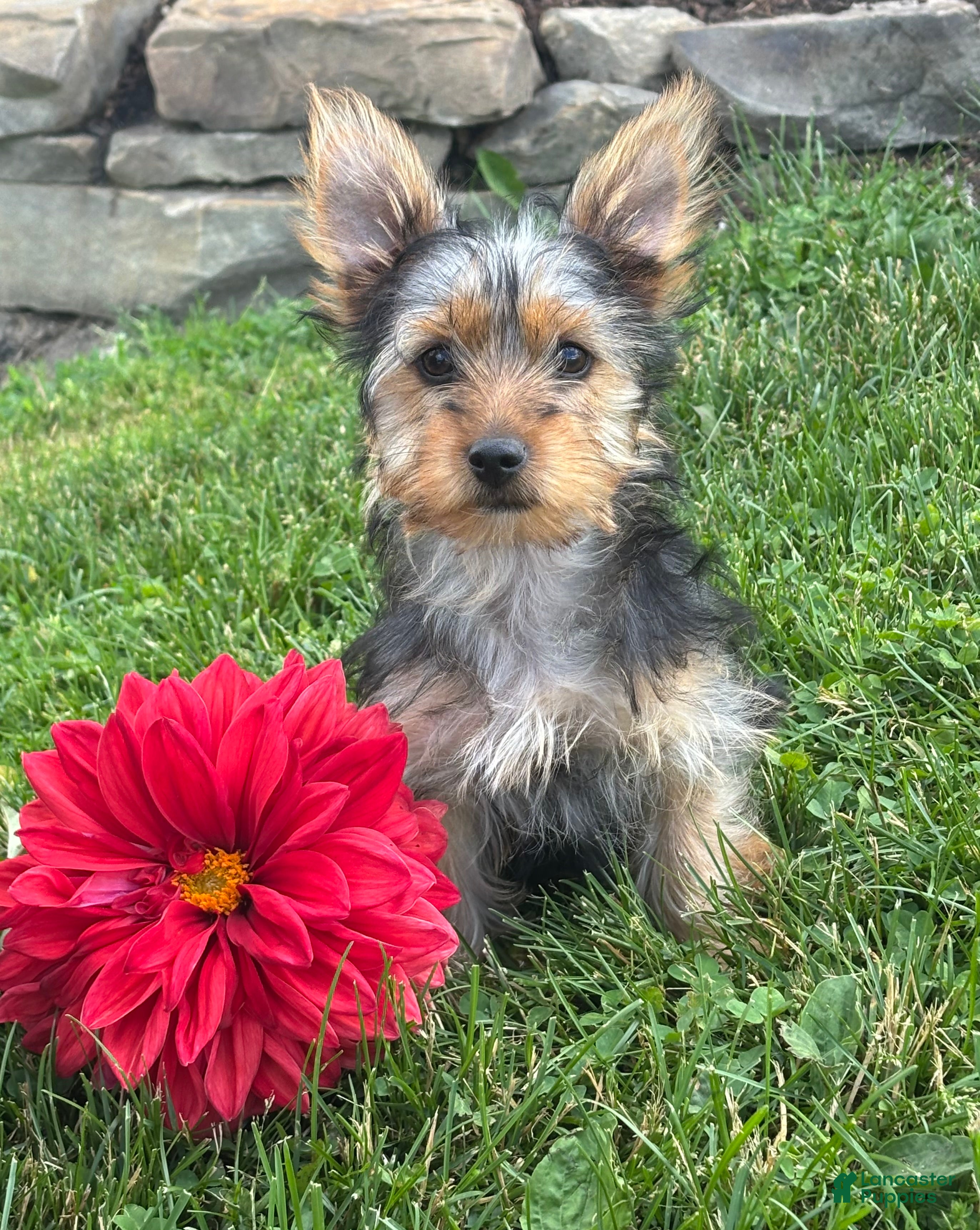 Yorkshire Terrier dogs Miah - Ad 1