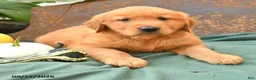 Golden Retriever dogs for sale: Asher - Ad 2