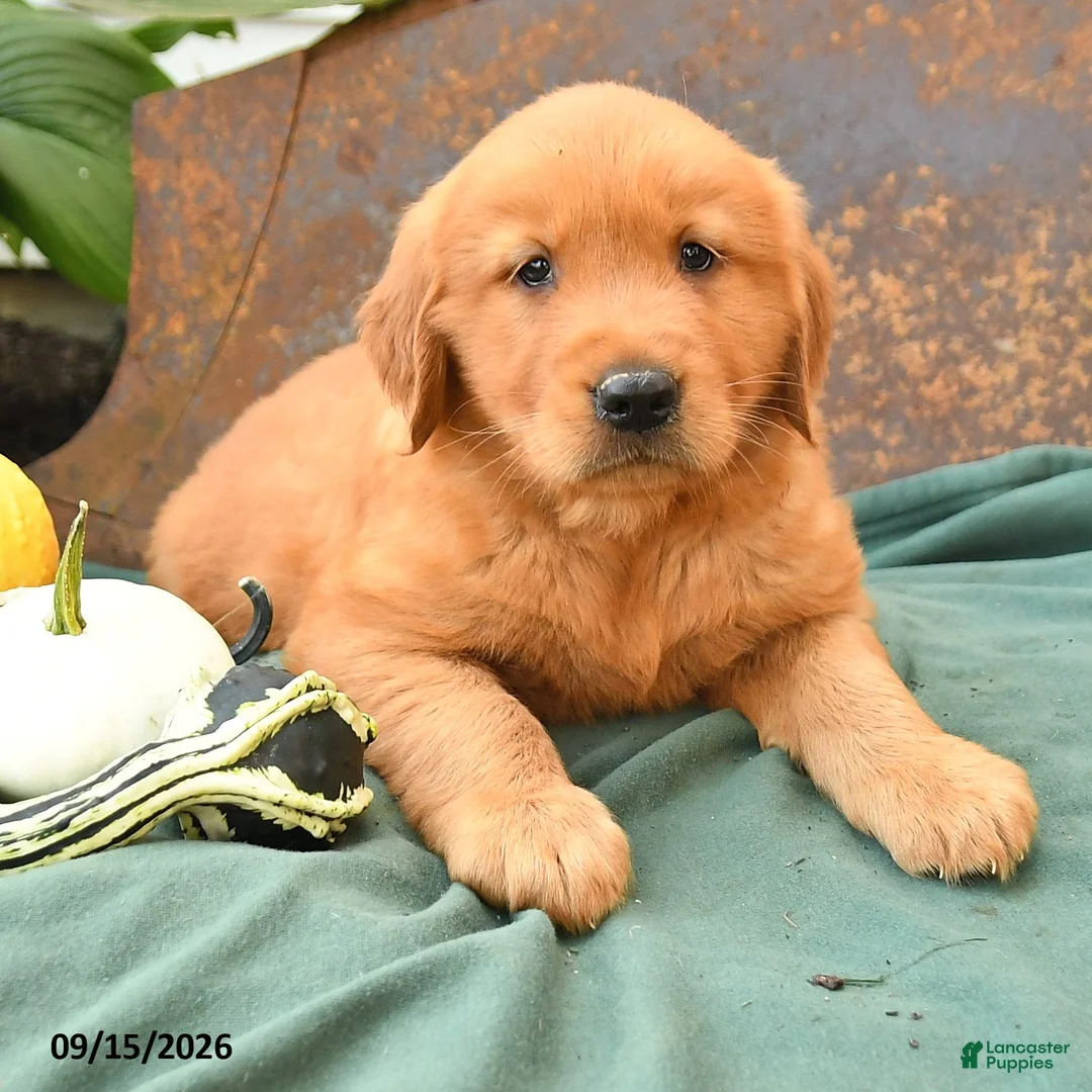 Golden Retriever dogs for sale: Asher - Ad 2