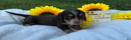 Miniature Dachshund dogs for sale: Brownie - Ad 6