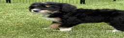 Bernedoodle dogs for sale: Chip - Ad 3