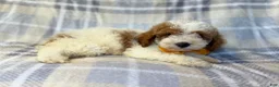 Cavapoo dogs for sale: Sarge - Ad 4
