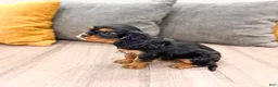 Cavalier King Charles Spaniel dogs for sale: Maya - Ad 5