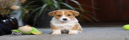 Welsh Corgi Pembroke dogs for sale: Hailey - Ad 4