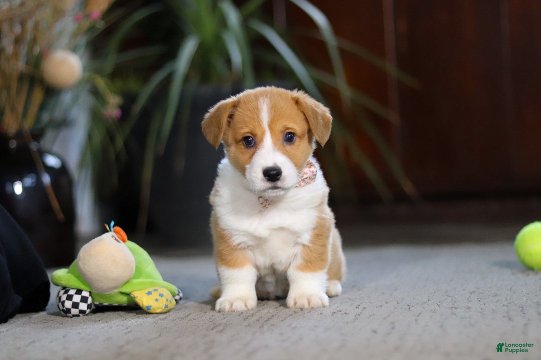 Welsh Corgi Pembroke dogs for sale: Hailey - Ad 4
