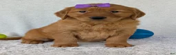 Golden Retriever dogs for sale: Miss Summer  - Ad 18