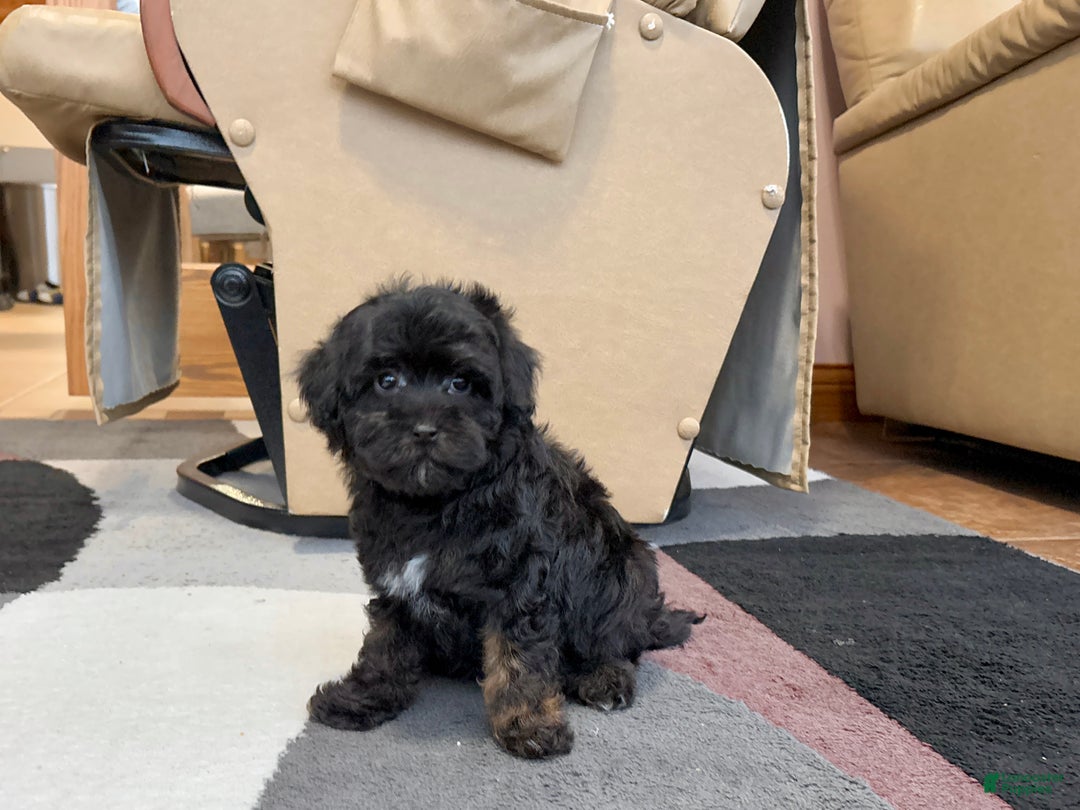 Havapoo dogs for sale: Havapoo Puppy 2 - Ad 4