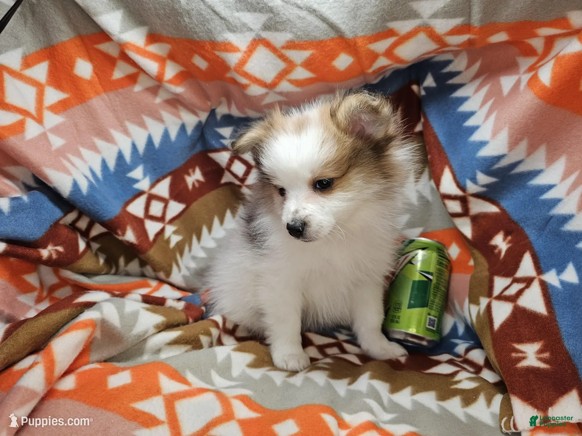 Pomeranian dogs Cadance (Female Party) - Ad 41