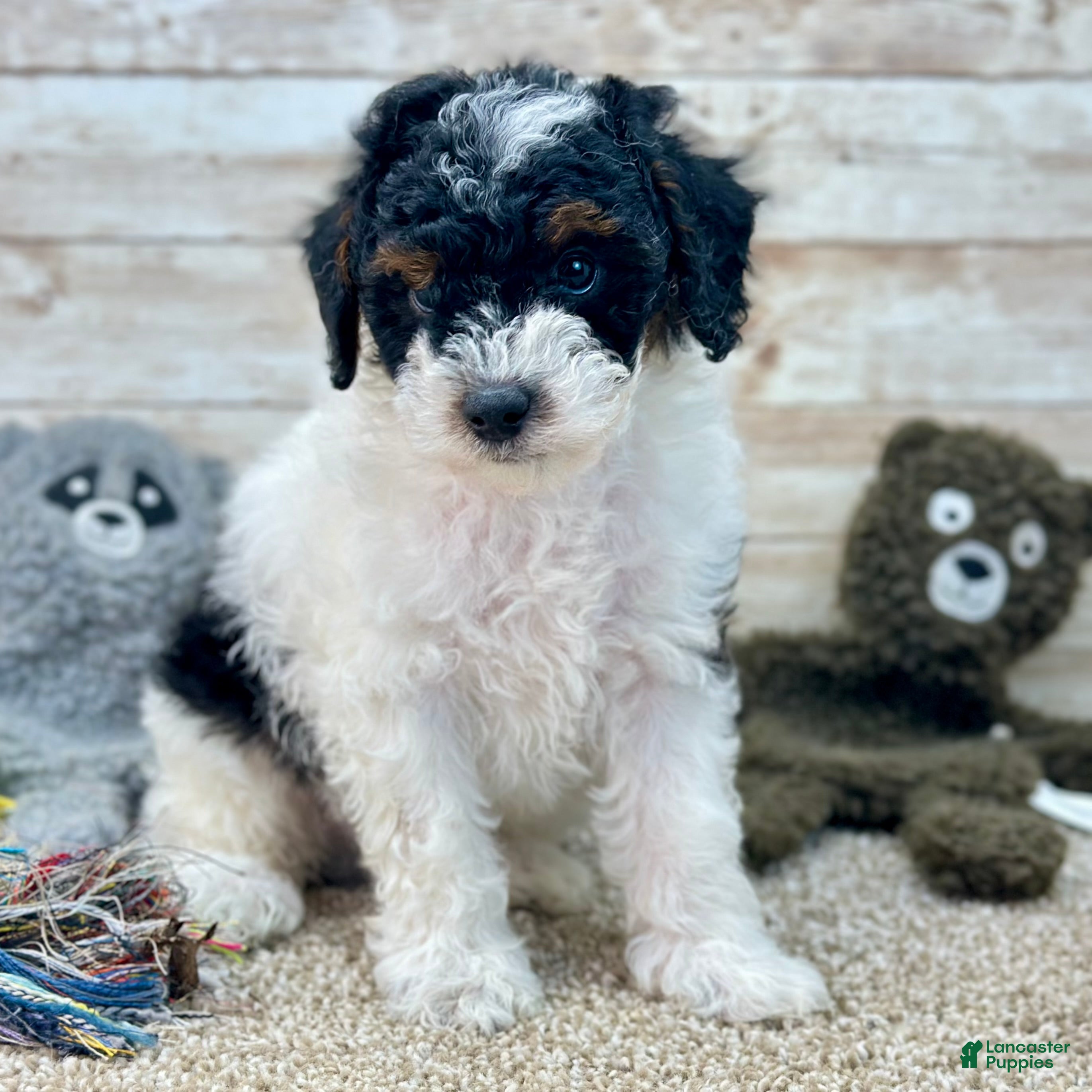 Toy Poodle dogs Boy Benji - 0916 - Ad 34