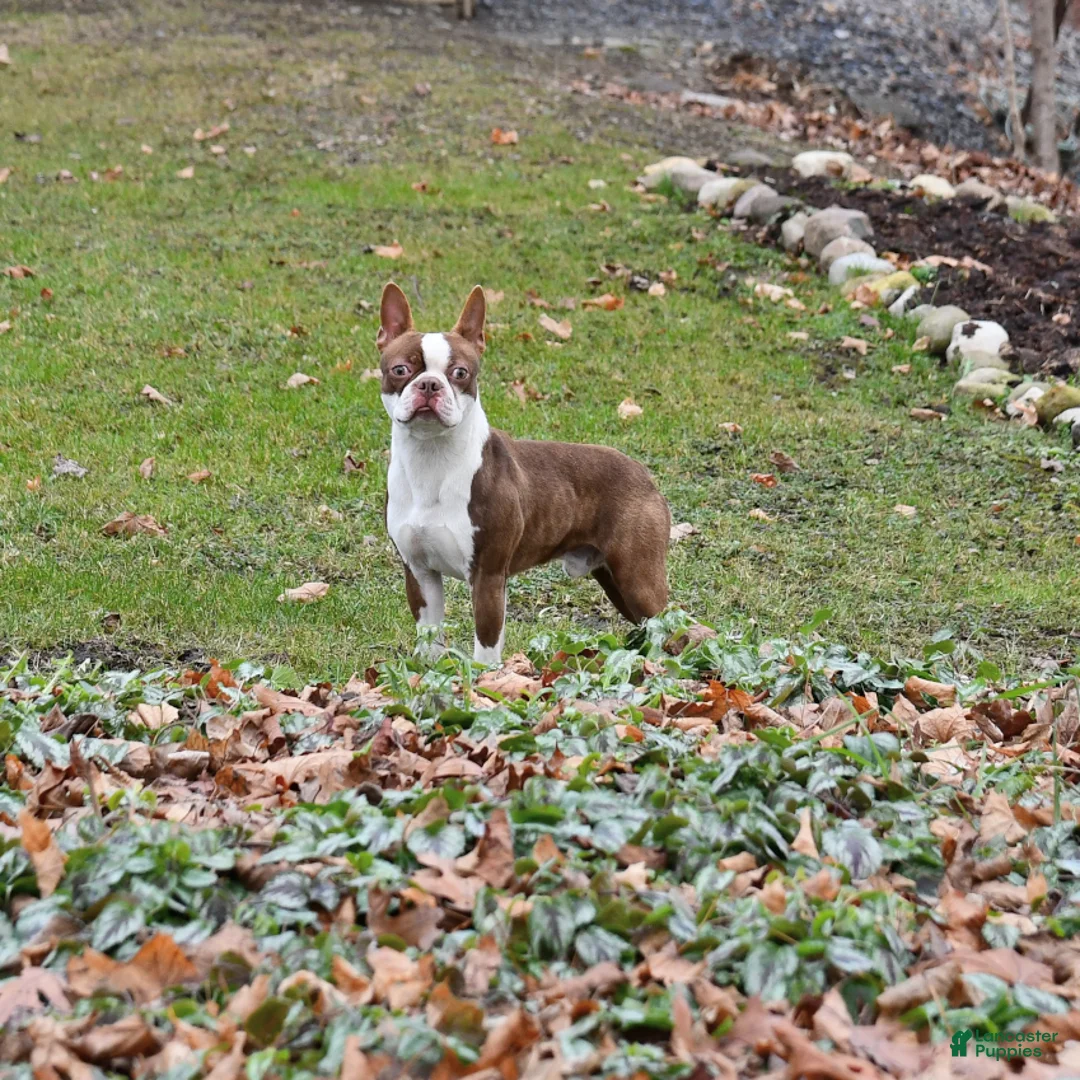 Boston Terrier dogs for sale: Judy - Ad 5