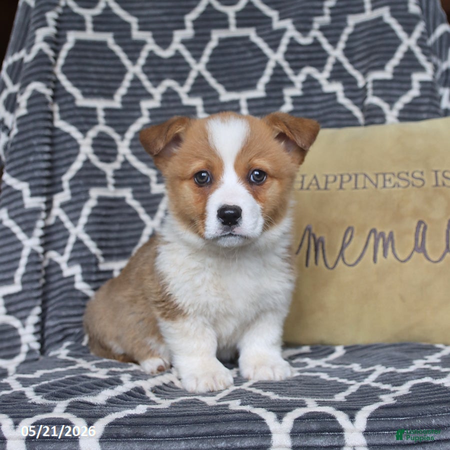 Welsh Corgi Pembroke dogs for sale: Hopscotch - Ad 2