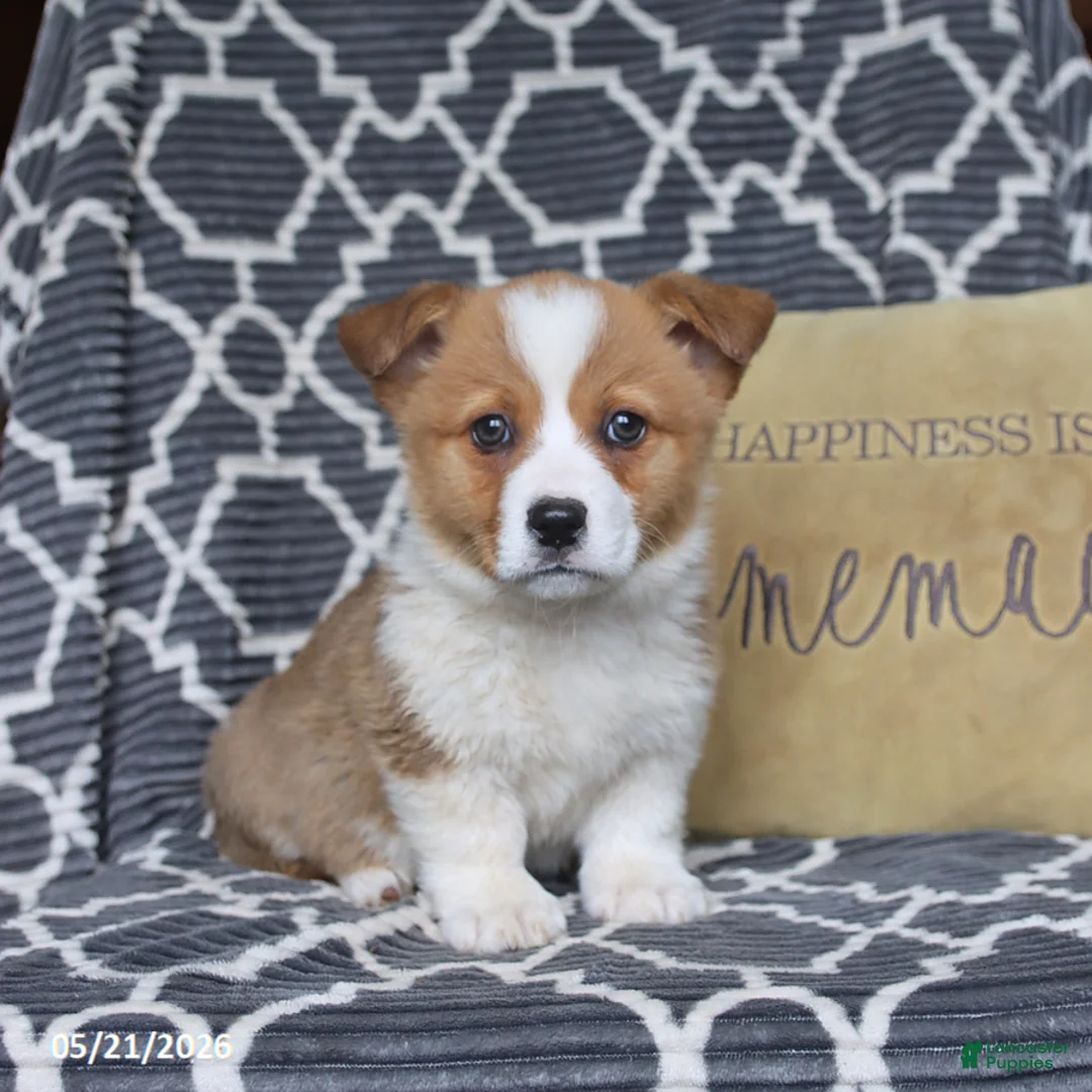 Welsh Corgi Pembroke dogs for sale: Hopscotch - Ad 1