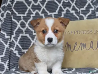 Welsh Corgi Pembroke dogs for sale: Hopscotch - Ad 2