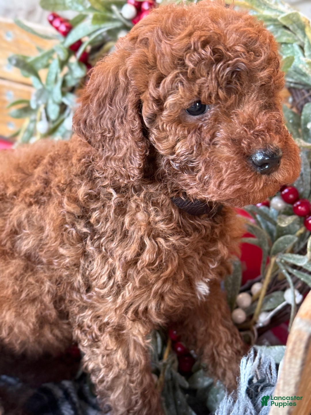 Mini Goldendoodle dogs for sale: Isabella - Ad 9