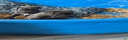 Cane Corso dogs for sale: Cane Corso 3 - Ad 3
