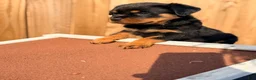 Rottweiler dogs for sale: Rottweiler 6 - Ad 18