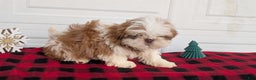 Shih Tzu dogs for sale: Mac - Ad 10