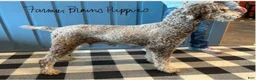 Mixed Breed dogs for sale: Madeleine - Ad 4