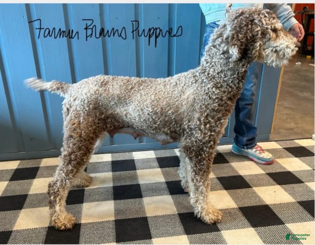 Mixed Breed dogs for sale: Madeleine - Ad 4