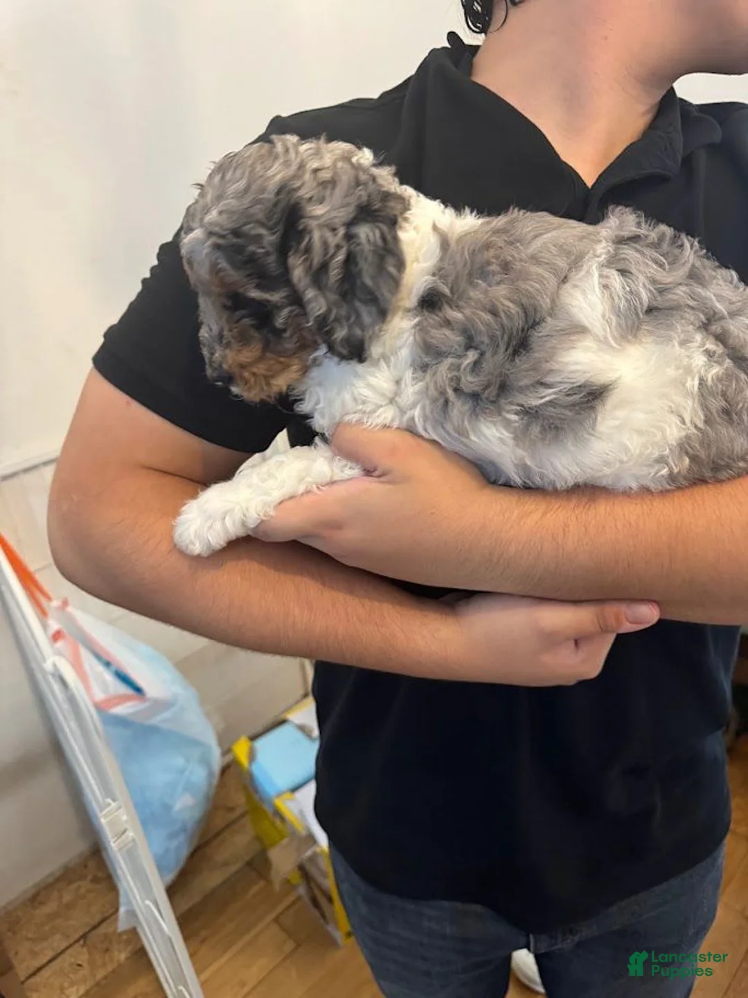 Bernedoodle dogs for sale: Princess - Ad 2