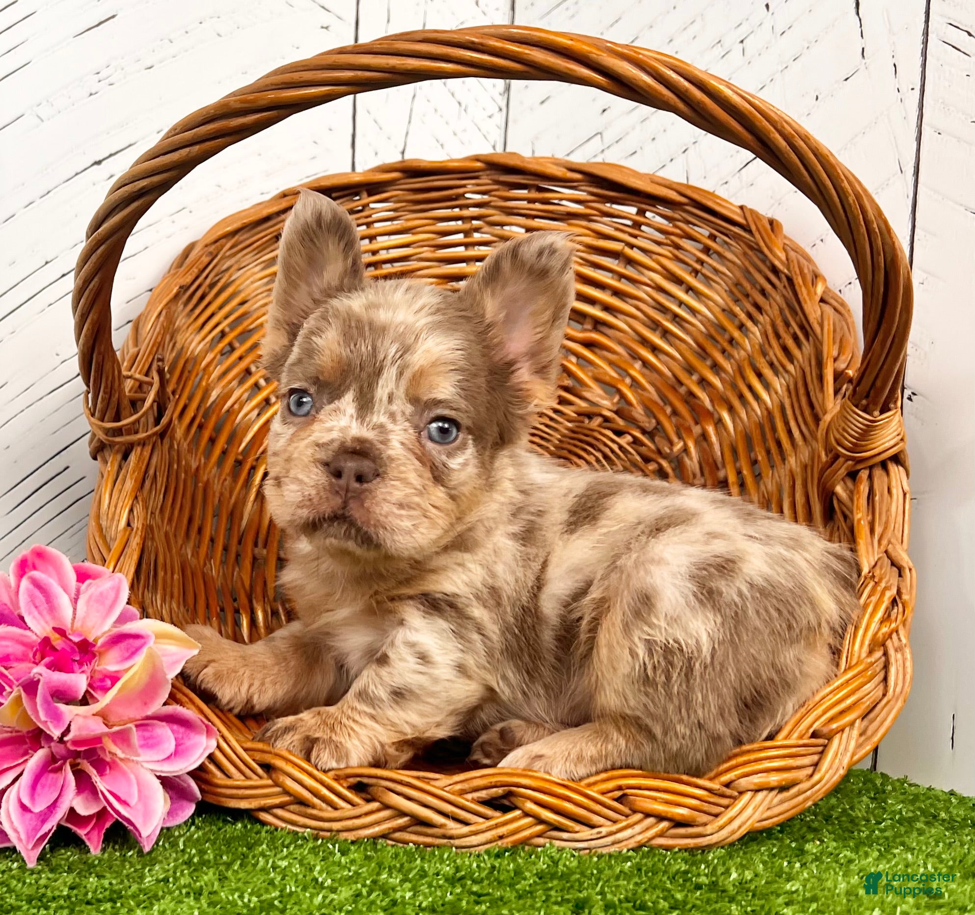 French Bulldog dogs Melody - Ad 23