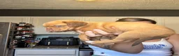 Dogue De Bordeaux dogs for sale: Dogue De Bordeaux Puppy 5 - Ad 37
