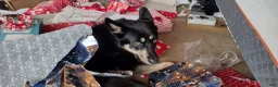 Gerberian Shepsky dogs for sale: Midnight - Ad 11