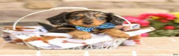 Miniature Dachshund dogs for sale: Miles - Ad 5