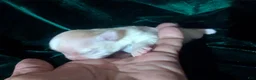 Chihuahua dogs for sale: Cherry LC Female  - Ad 7