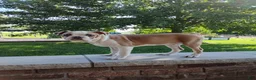 Boston Terrier dogs for sale: Leo - Ad 5