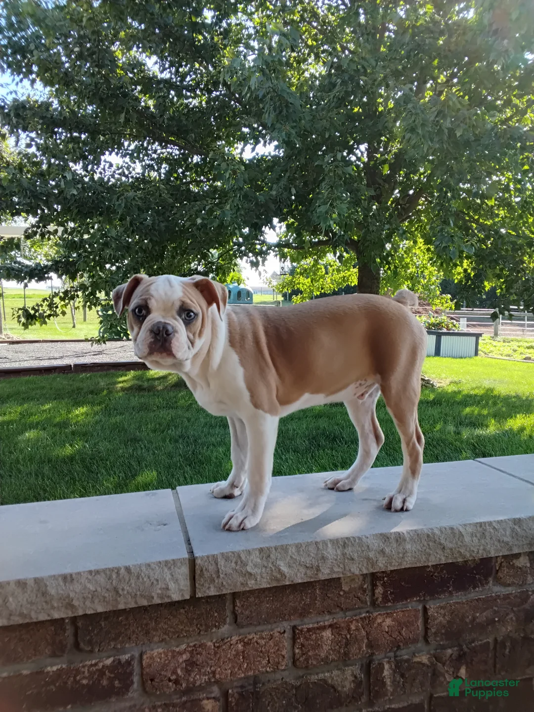 Boston Terrier dogs for sale: Leo - Ad 5