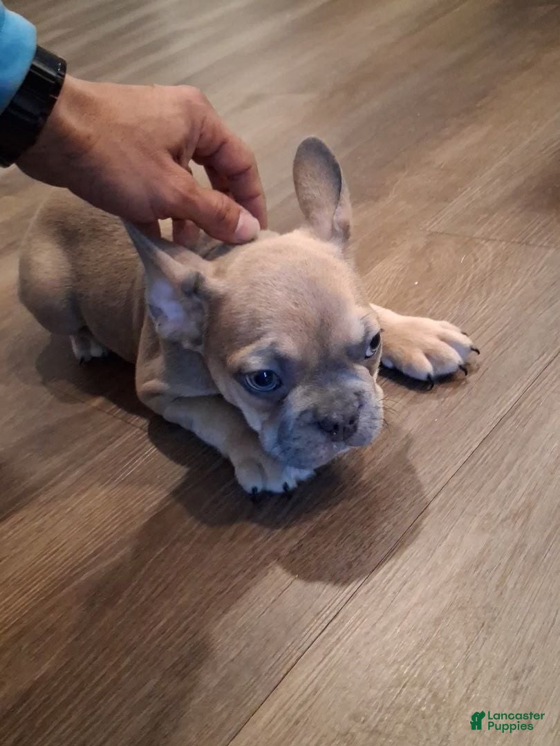 French Bulldog dogs Frenchie - Ad 17