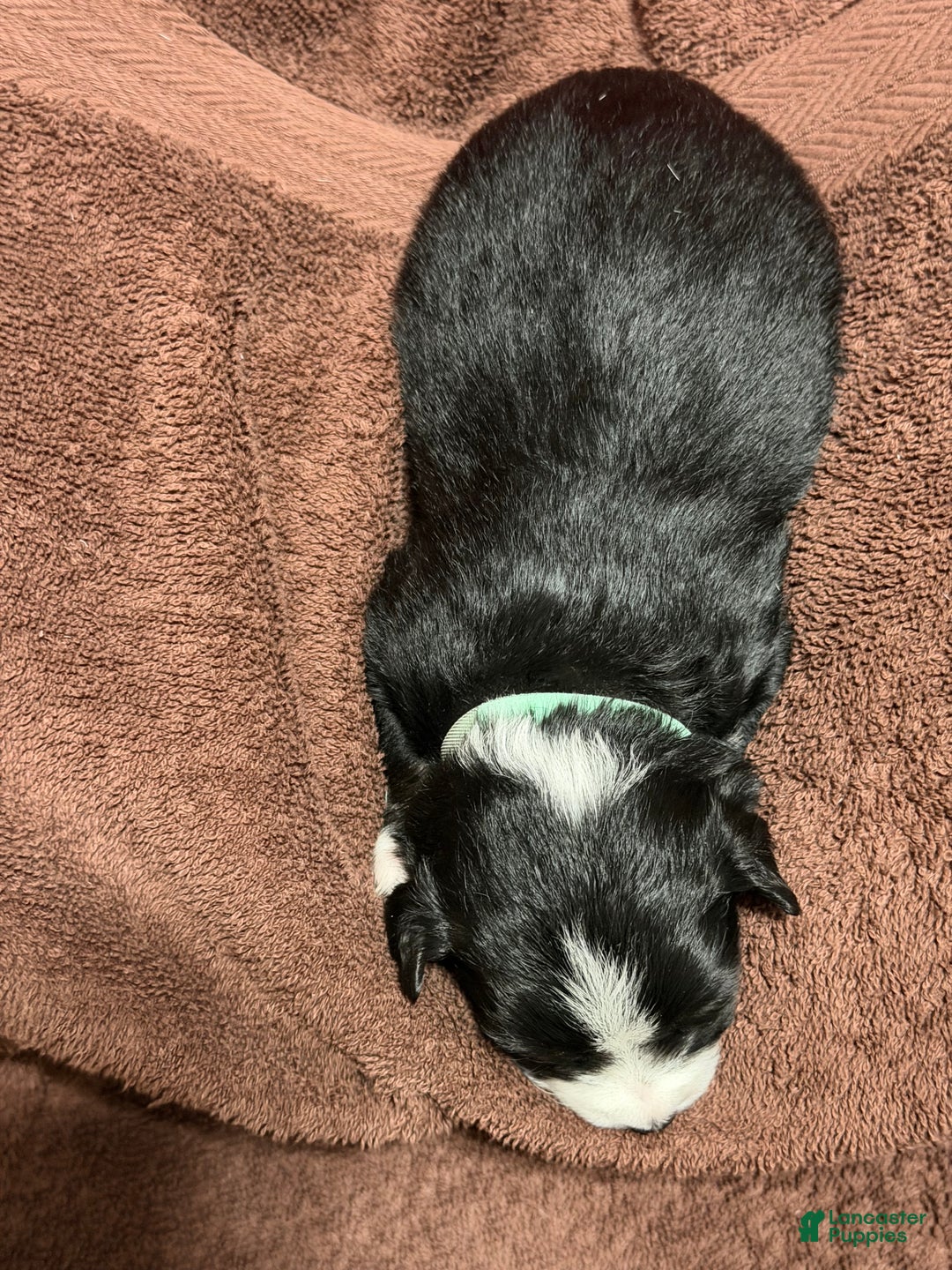 Miniature Australian Shepherd dogs for sale: MINT - Ad 3