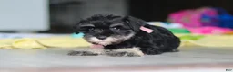 Miniature Schnauzer dogs for sale: Daisy - Ad 3