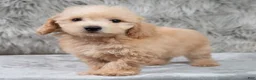 Mini Goldendoodle dogs for sale: Max ID: 3856 - Ad 1