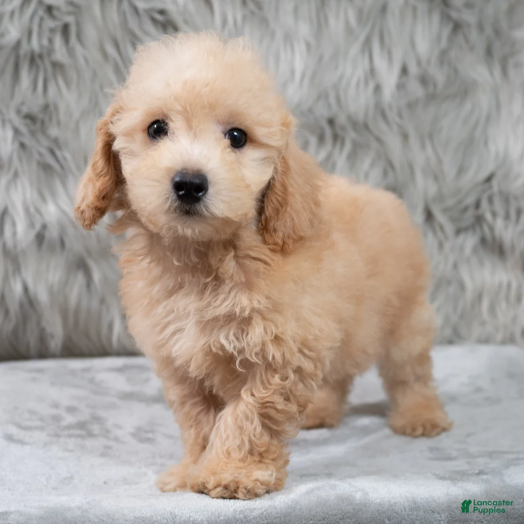 Mini Goldendoodle dogs for sale: Max ID: 3856 - Ad 1
