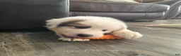 Great Pyrenees dogs for sale: Lily  - Ad 10