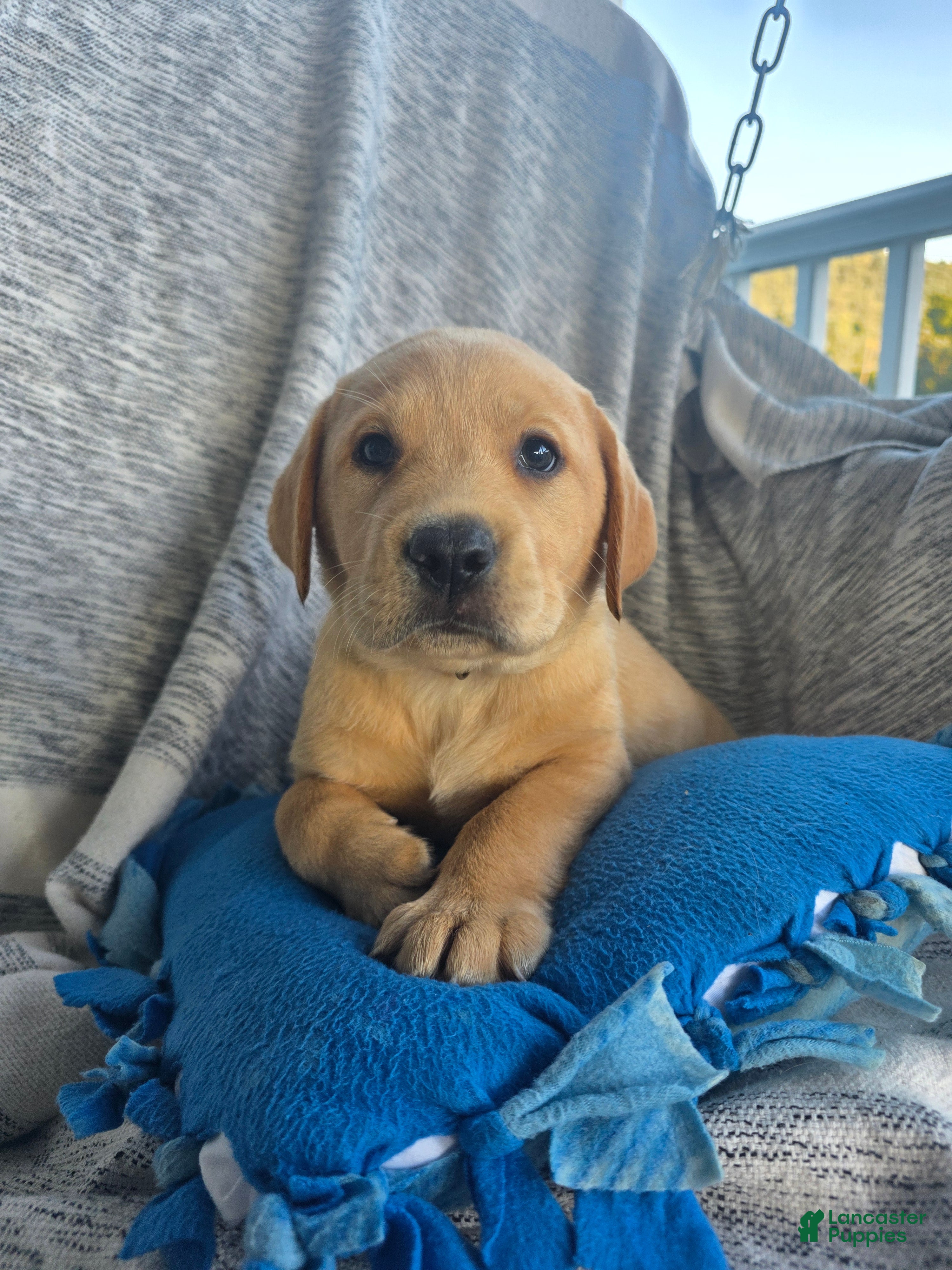Labrador Retriever dogs Rowdy - Ad 1