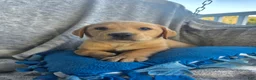 Labrador Retriever dogs for sale: Rowdy - Ad 1