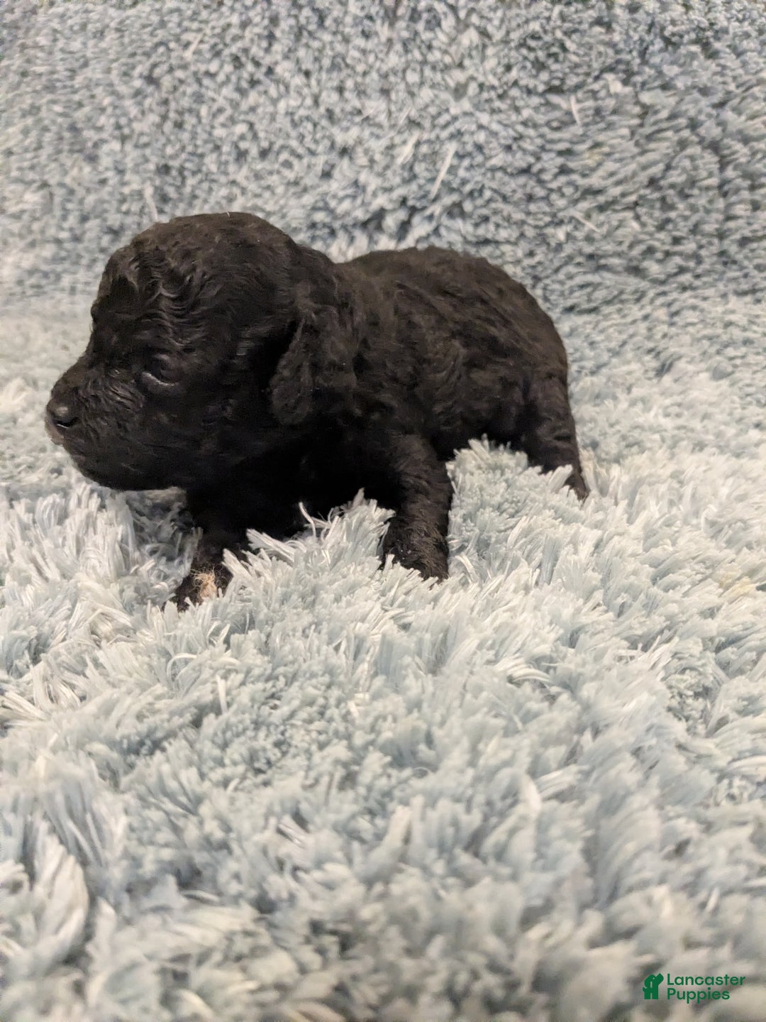Toy Poodle dogs for sale: Toy Poodle Puppy 1 - Ad 2